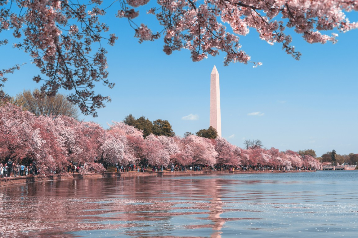 Cherry blossoms in Washington D.C.